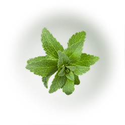 Stevia